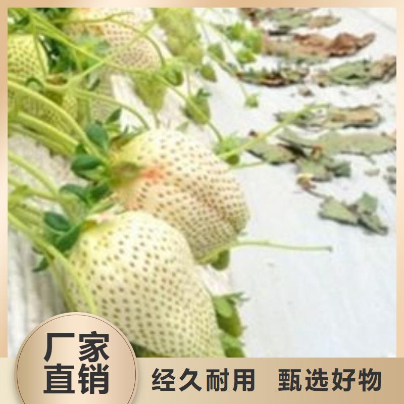 草莓苗香梨樹苗廠家
