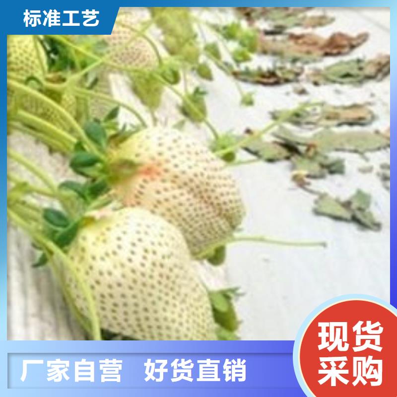 草莓苗陽光玫瑰葡萄樹苗自有生產工廠