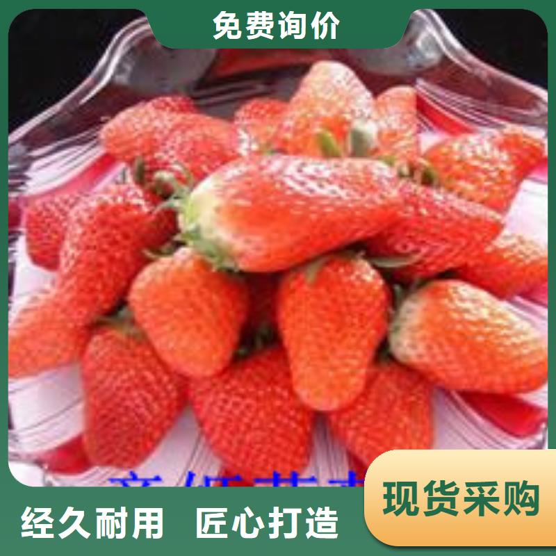 草莓苗陽光玫瑰葡萄樹苗自有生產工廠