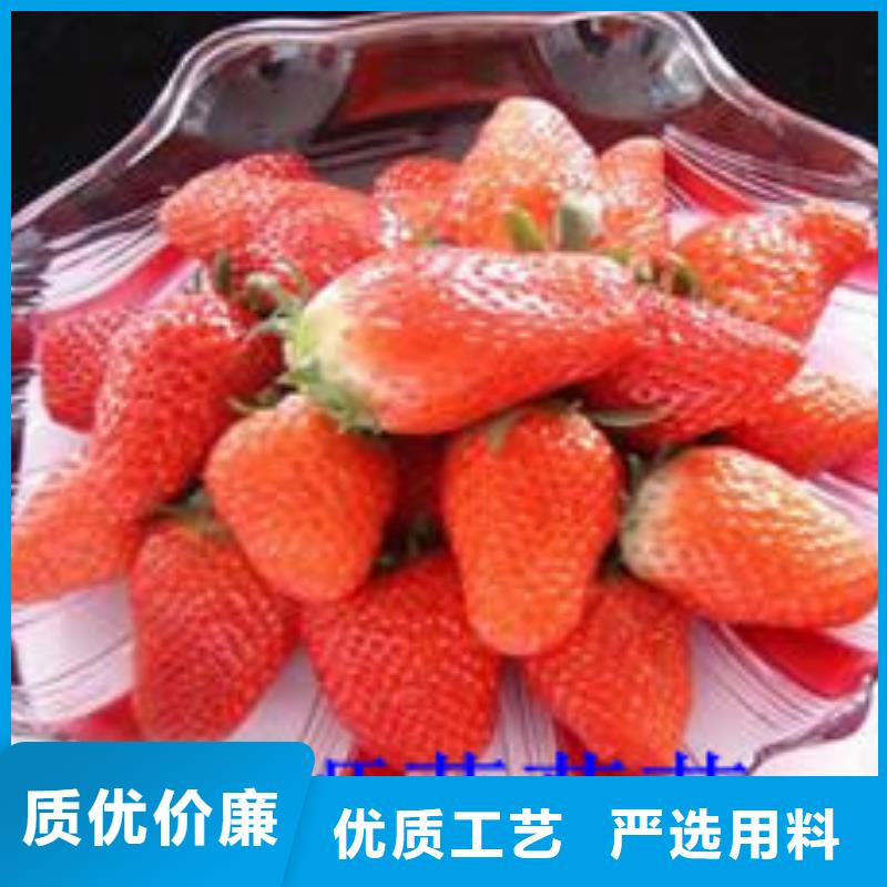 草莓苗-【黑珍珠草莓苗】現(xiàn)貨充裕