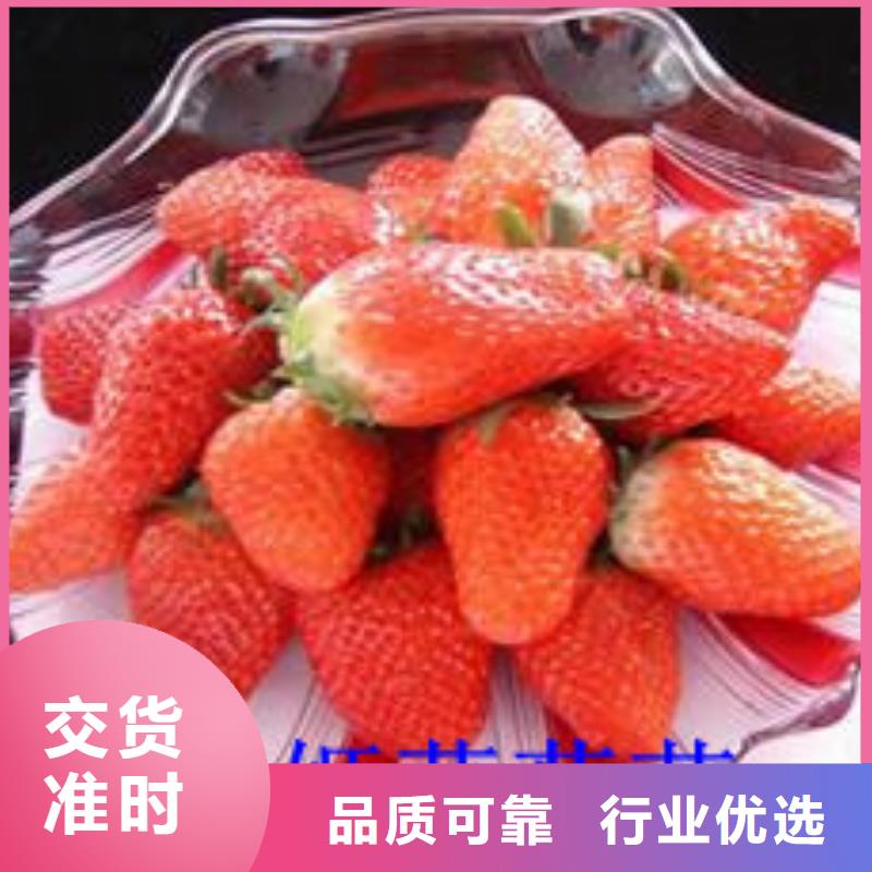 草莓苗_果樹苗批發(fā)基地交貨準時
