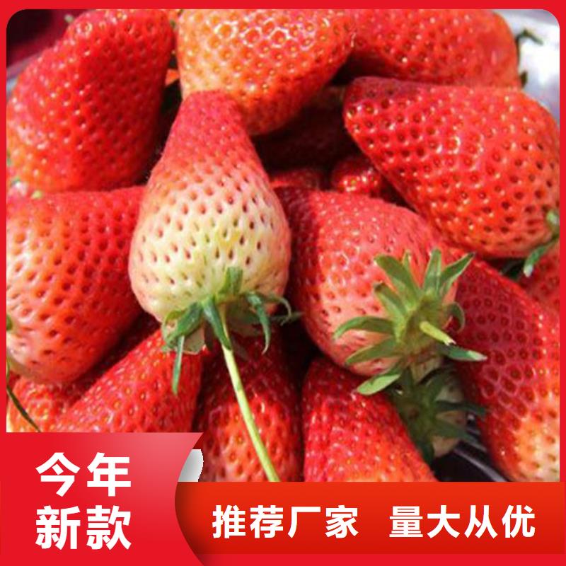 【草莓苗天仙醉草莓苗高質量高信譽】