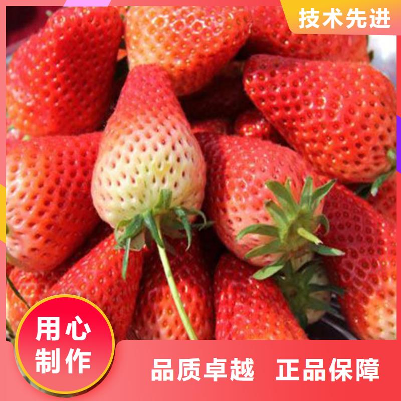 草莓苗陽光玫瑰葡萄樹苗自有生產工廠
