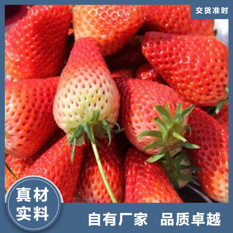 草莓苗蟠棗樹苗貨源報價