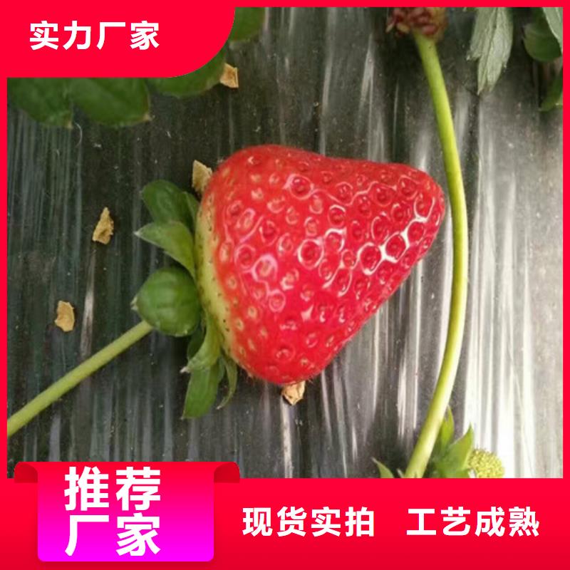草莓苗蟠棗樹苗貨源報價