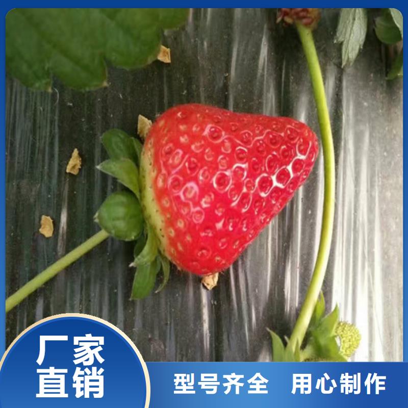 草莓苗_果樹苗批發(fā)基地交貨準時