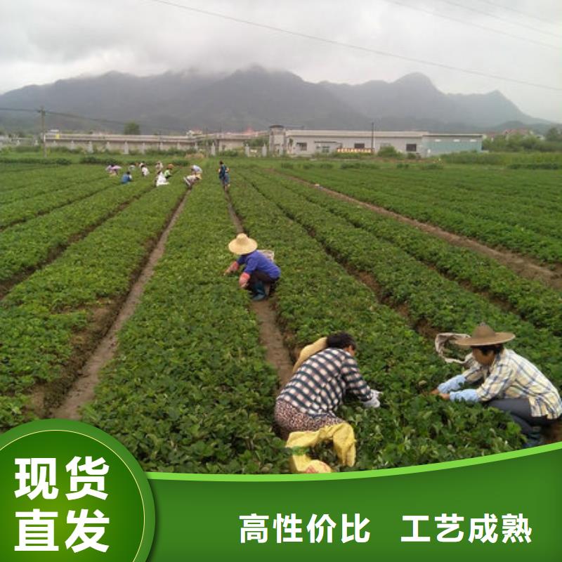 草莓苗蟠棗樹苗貨源報價