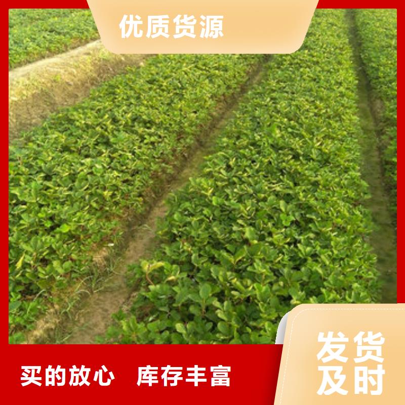 草莓苗_果樹苗批發(fā)基地交貨準時
