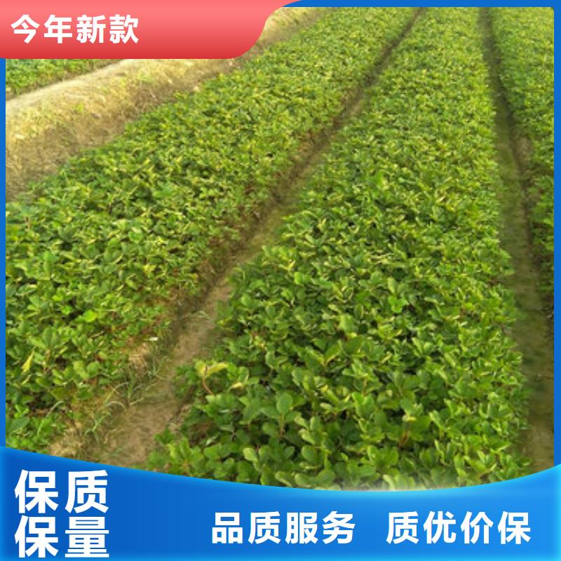 【草莓苗】_草莓苗價格信譽至上