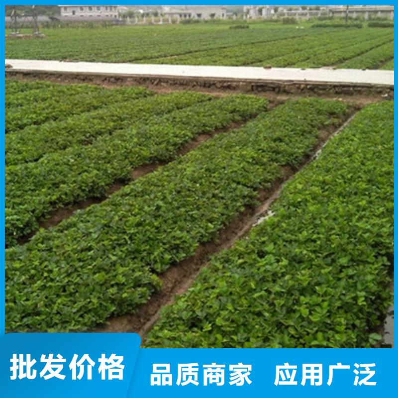 草莓苗陽光玫瑰葡萄樹苗自有生產工廠