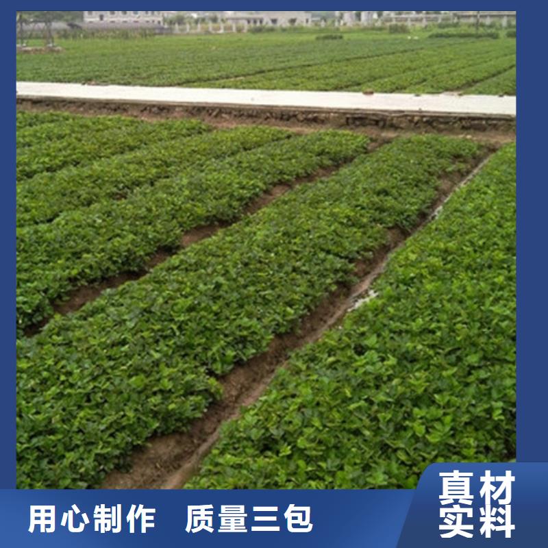 草莓苗-蜂糖李子樹苗暢銷當地
