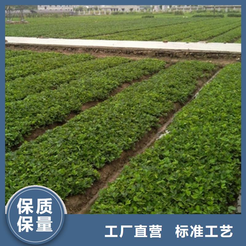 草莓苗蟠棗樹苗貨源報價