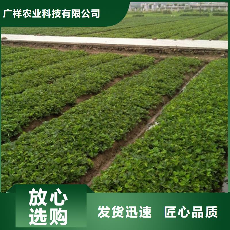草莓苗大棚草莓苗现货销售