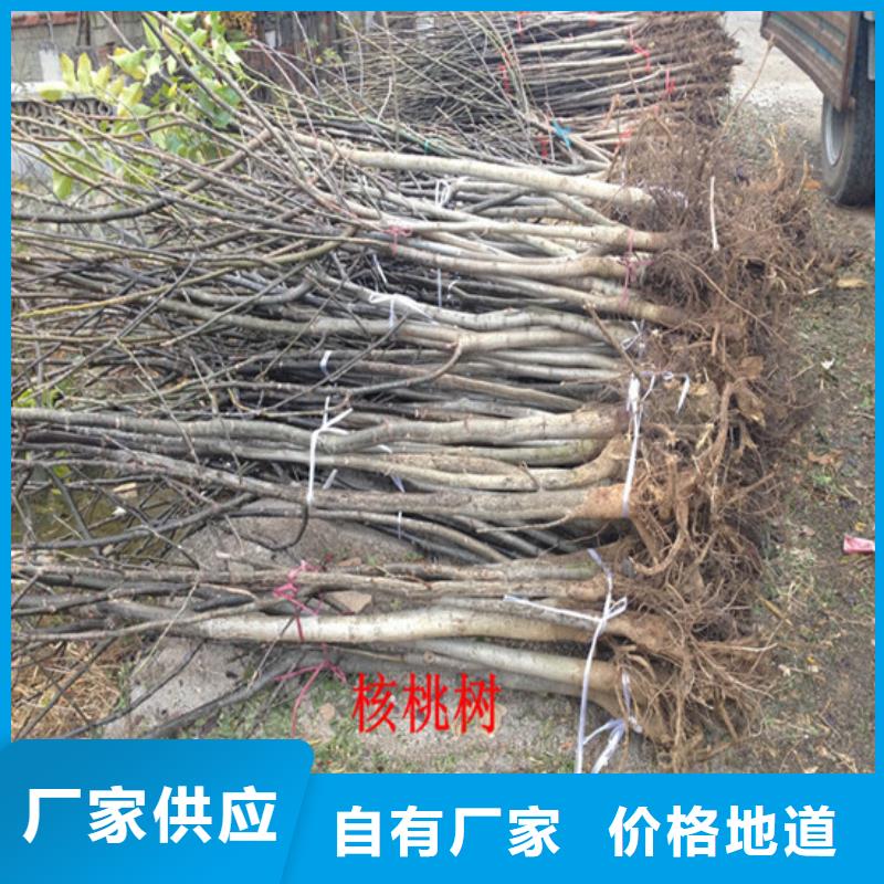 核桃苗【蘋果苗】貨源直銷