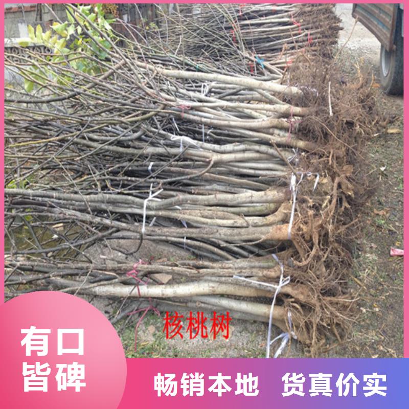 核桃苗梨樹苗質(zhì)量上乘