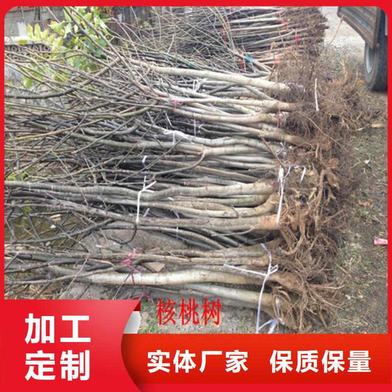 核桃苗陽光玫瑰葡萄樹苗售后服務完善