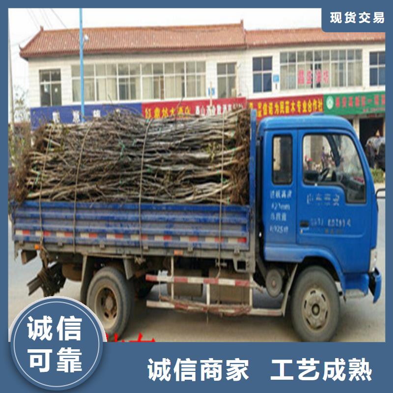 核桃苗珍珠枣油桃树苗实体厂家支持定制