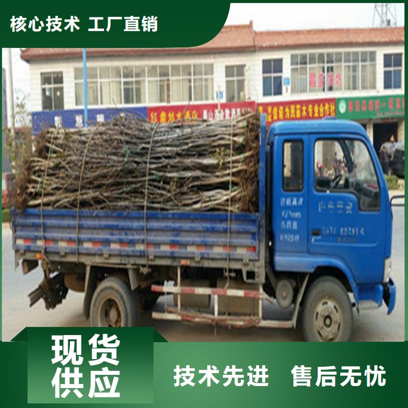 核桃苗-草莓苗價格用心經營