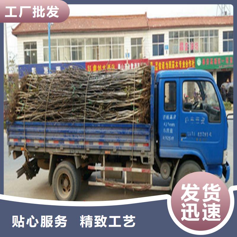核桃苗梨樹苗支持大小批量采購(gòu)