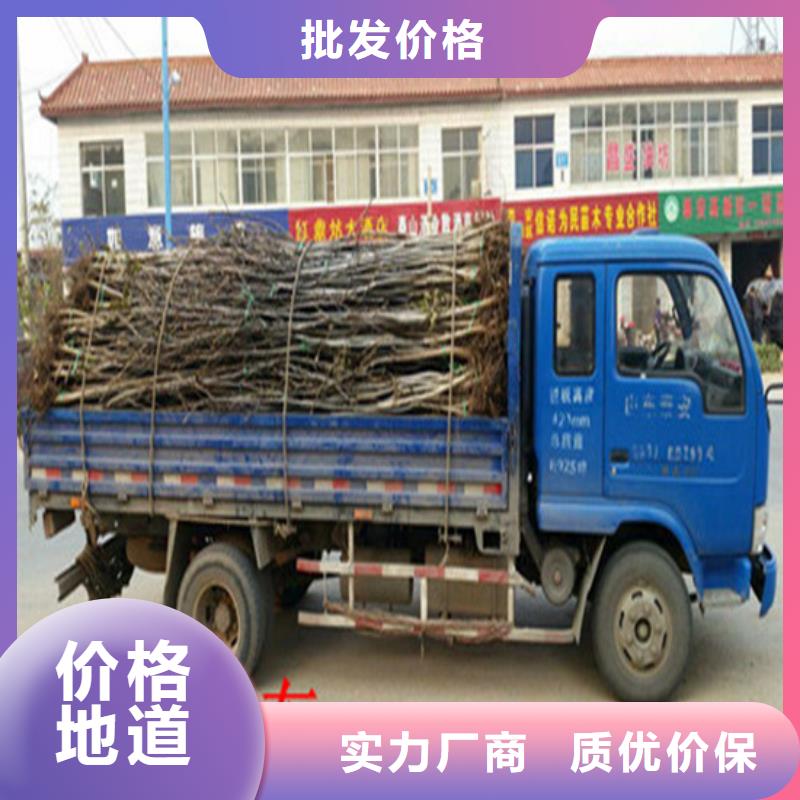 核桃苗-桃樹苗基地量大從優