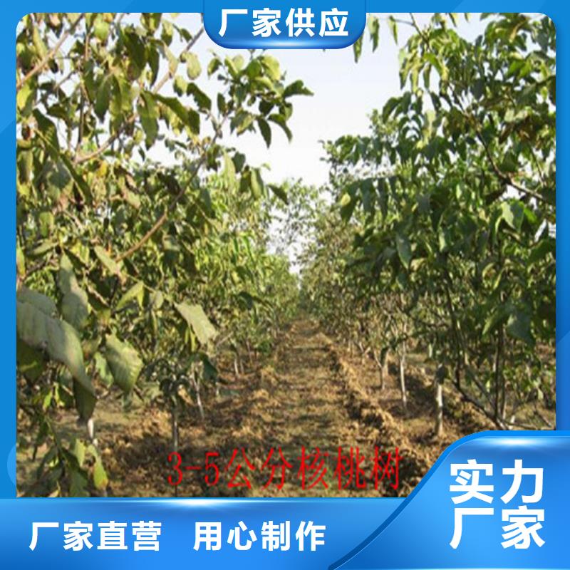 核桃樹苗培育