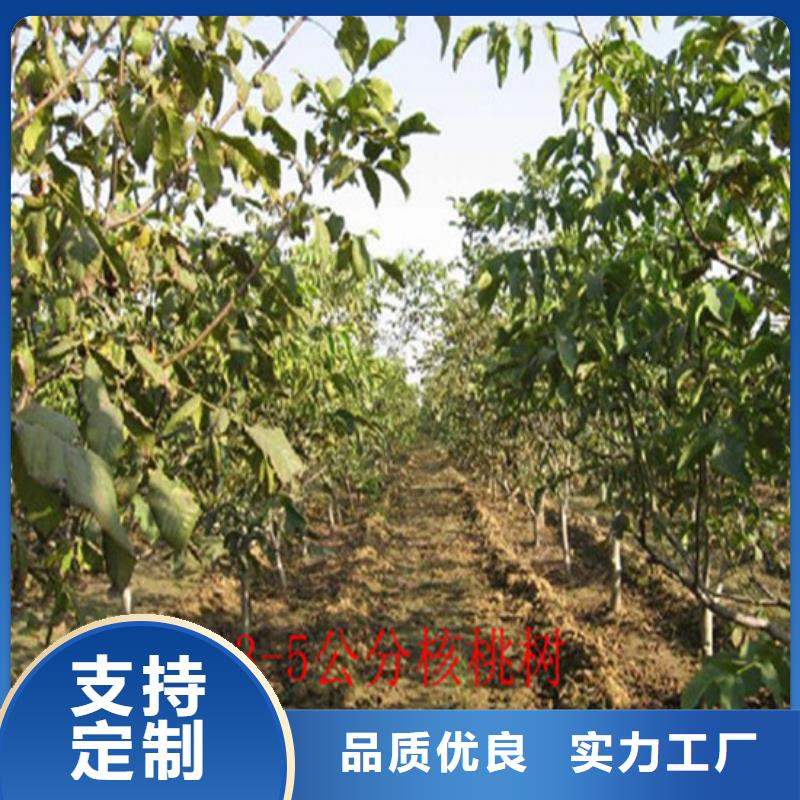 桃树苗视频-桃树苗(广祥)覆盖地域甘肃省白银市景泰|平川|临夏|陇南|兰州|庆阳|嘉峪关|天水|定西