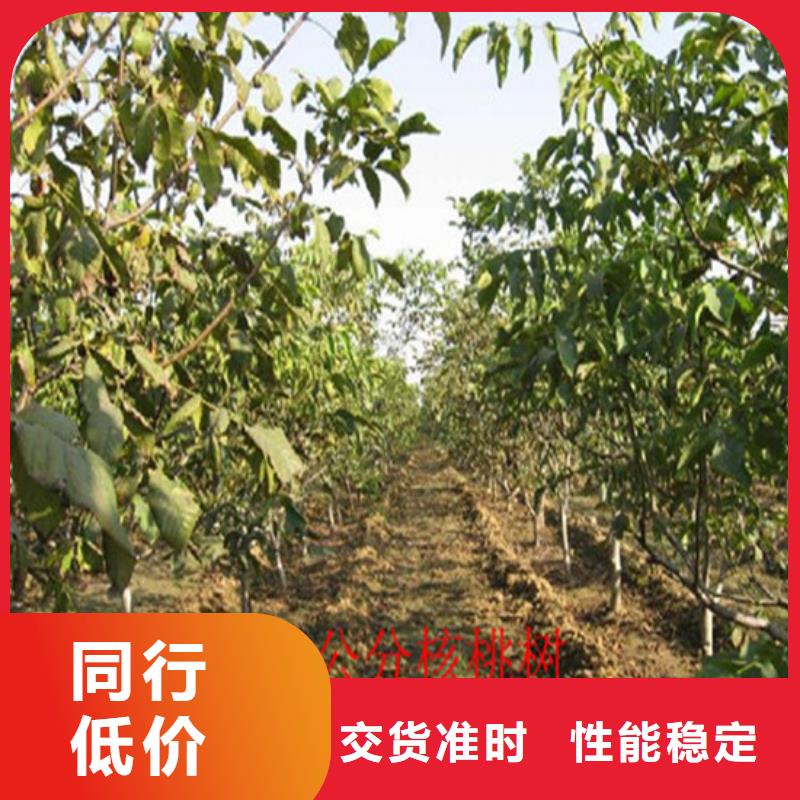 核桃苗,櫻桃苗優(yōu)選原材