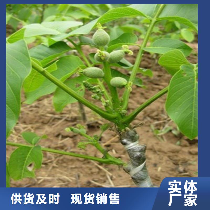 核桃苗-【甜柿子樹苗】免費(fèi)寄樣