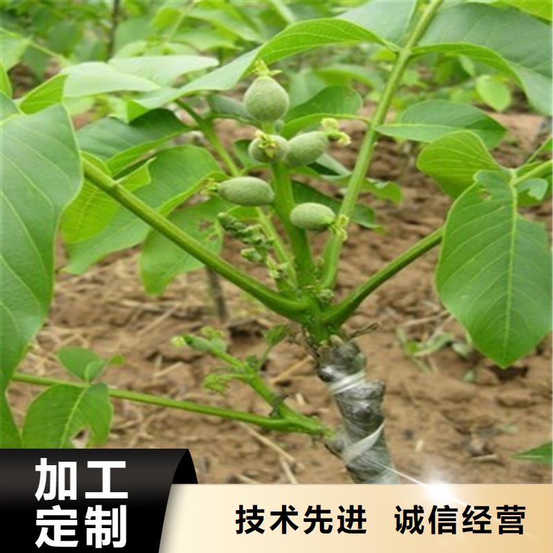 核桃苗梨樹苗采購(gòu)