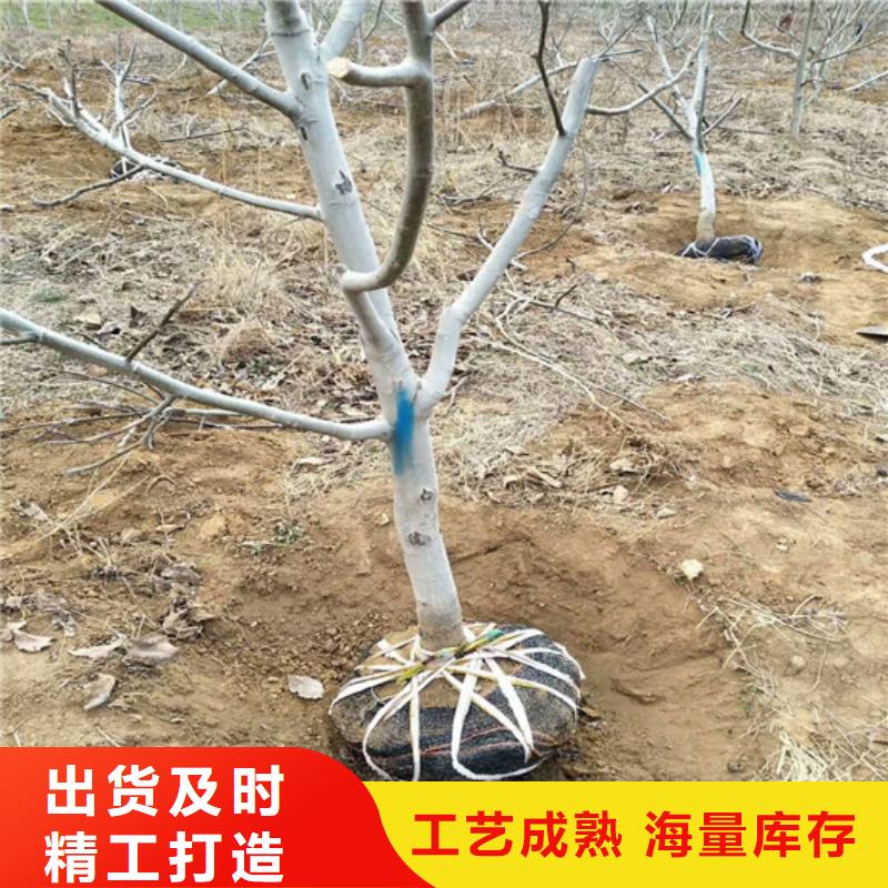 桃树苗视频-桃树苗(广祥)覆盖地域甘肃省白银市景泰|平川|临夏|陇南|兰州|庆阳|嘉峪关|天水|定西