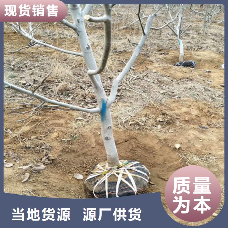 核桃苗草莓实体诚信经营