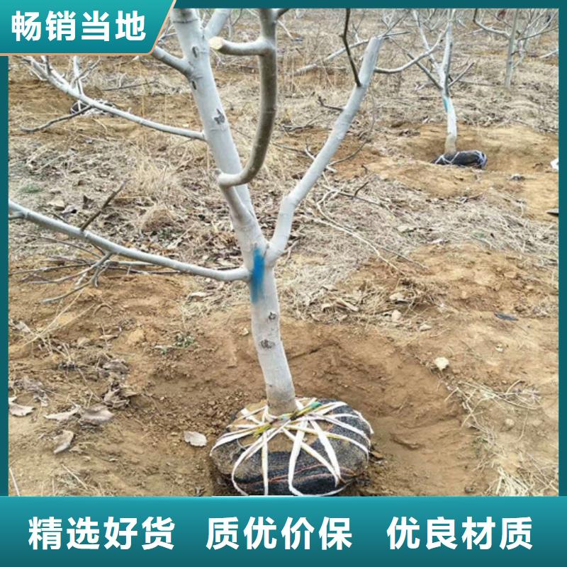核桃苗红蜜桃树苗发货迅速