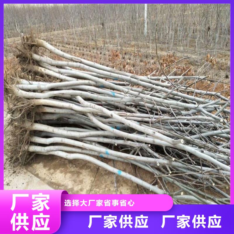 核桃苗蘋果苗品質服務