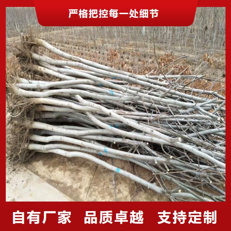 核桃苗花椒樹(shù)苗貨源報(bào)價(jià)