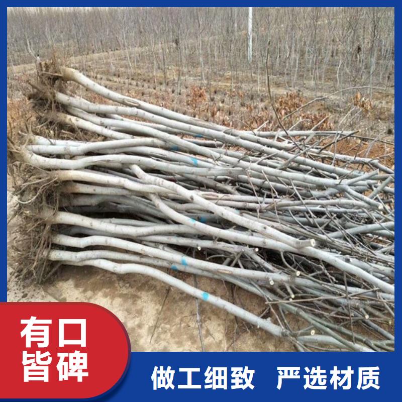 核桃苗紅肉西梅庫存量大