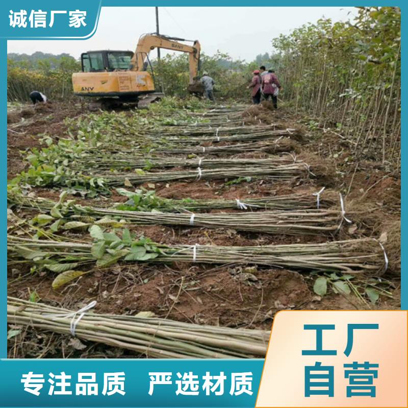 核桃苗柱狀梨樹苗全新升級品質保障