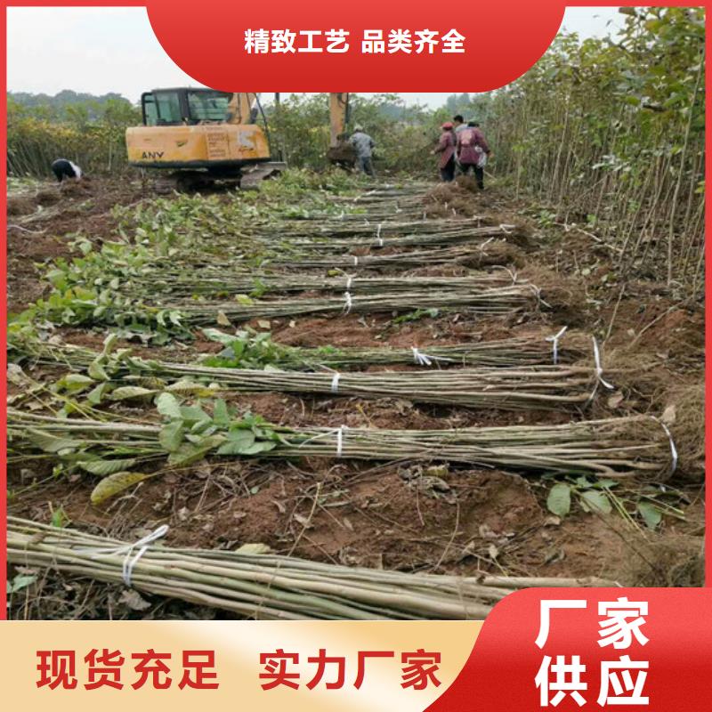 【核桃苗梨樹苗出廠價】