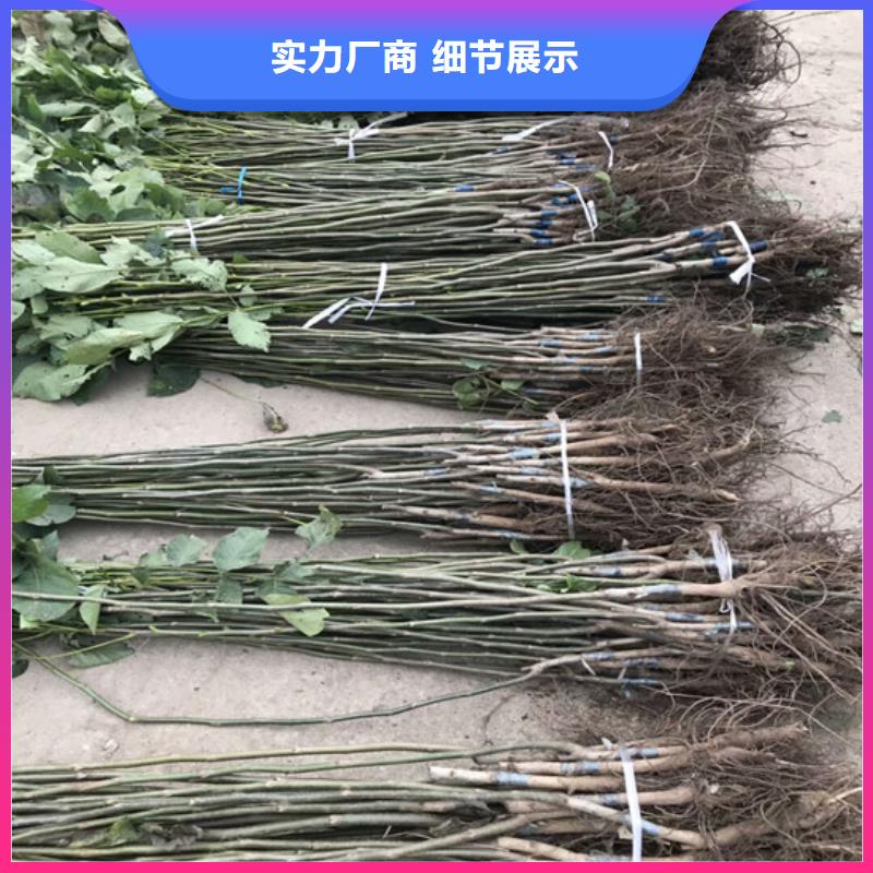 【核桃苗】青蘋果樹苗專業完善售后