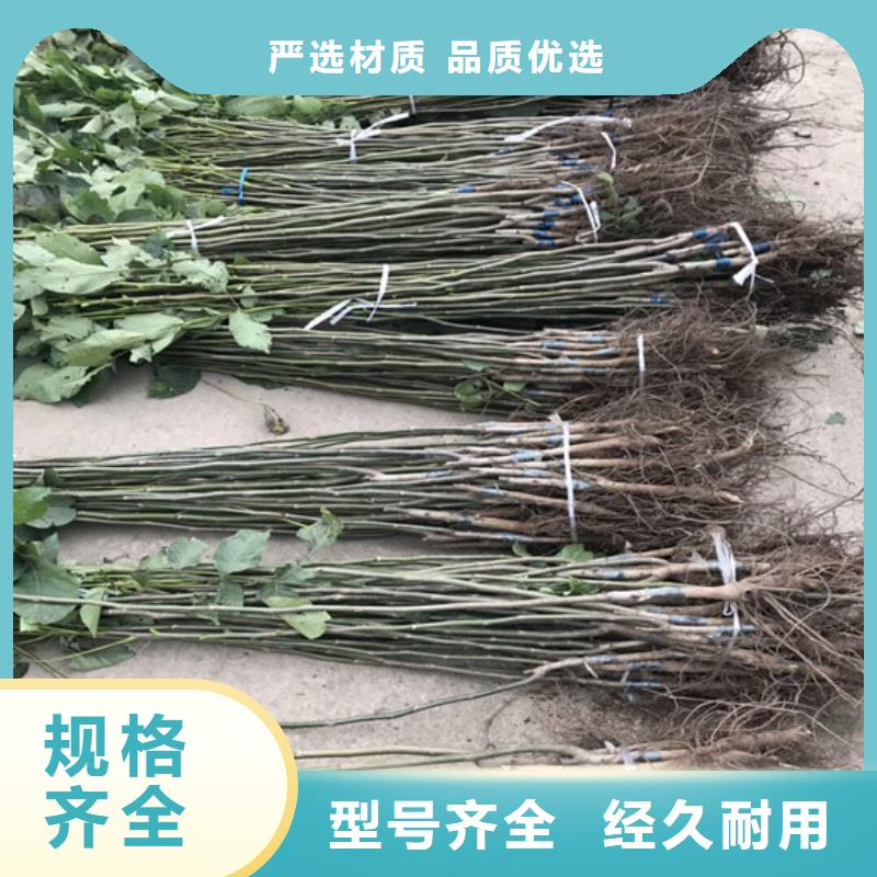 核桃苗_葡萄苗工藝層層把關