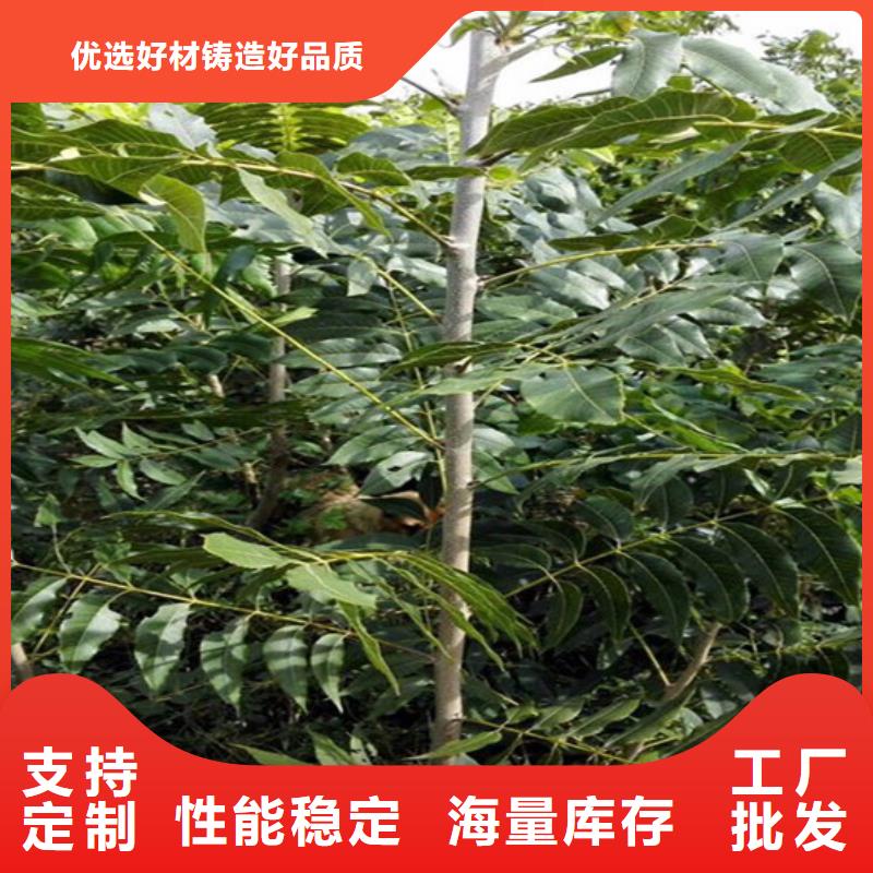 核桃苗_陽光玫瑰葡萄樹苗用心做好細節