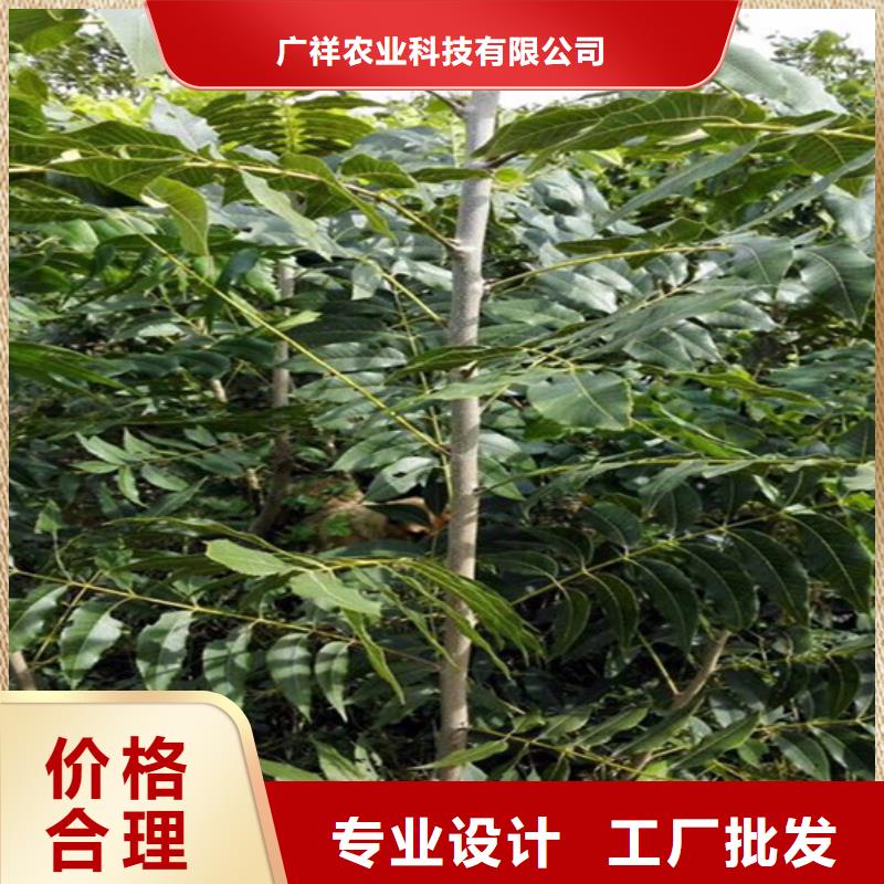碧根果樹苗培育
