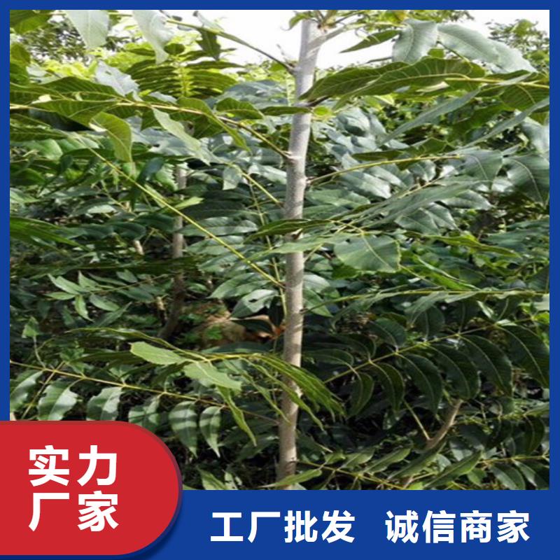 核桃苗大棚草莓苗源頭廠(chǎng)家經(jīng)驗(yàn)豐富