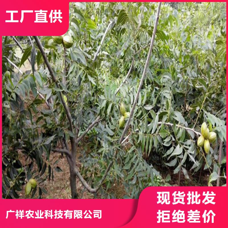 【核桃苗】青蘋果樹苗專業完善售后