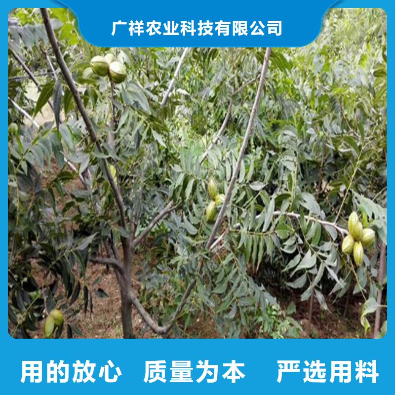 核桃樹苗培育