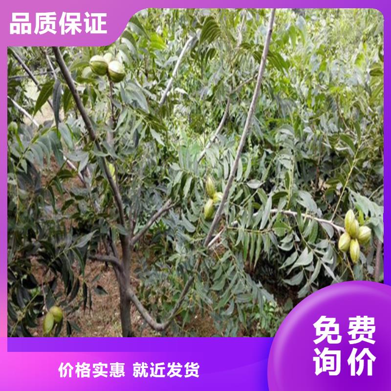 核桃苗徐香獼猴桃樹苗廠家案例