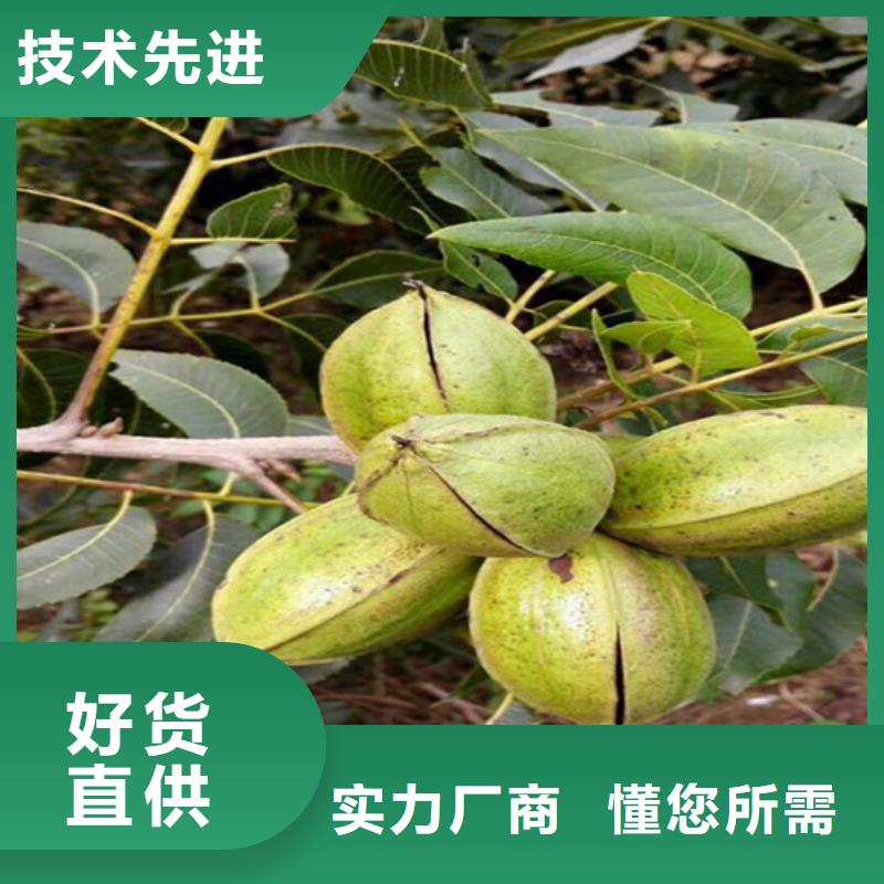 核桃苗-草莓苗價格源頭廠家供應