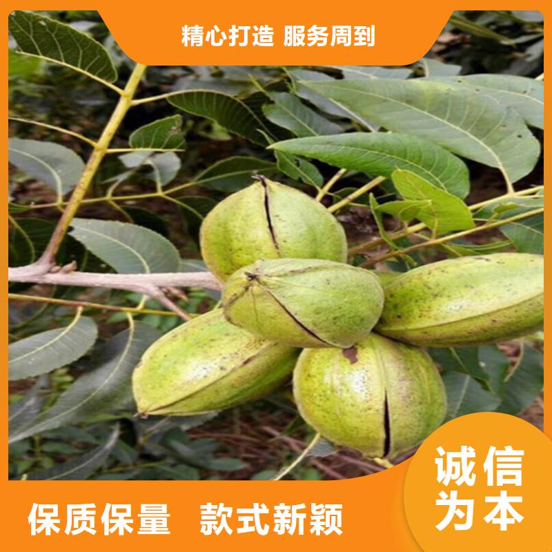 核桃苗花椒樹(shù)苗貨源報(bào)價(jià)