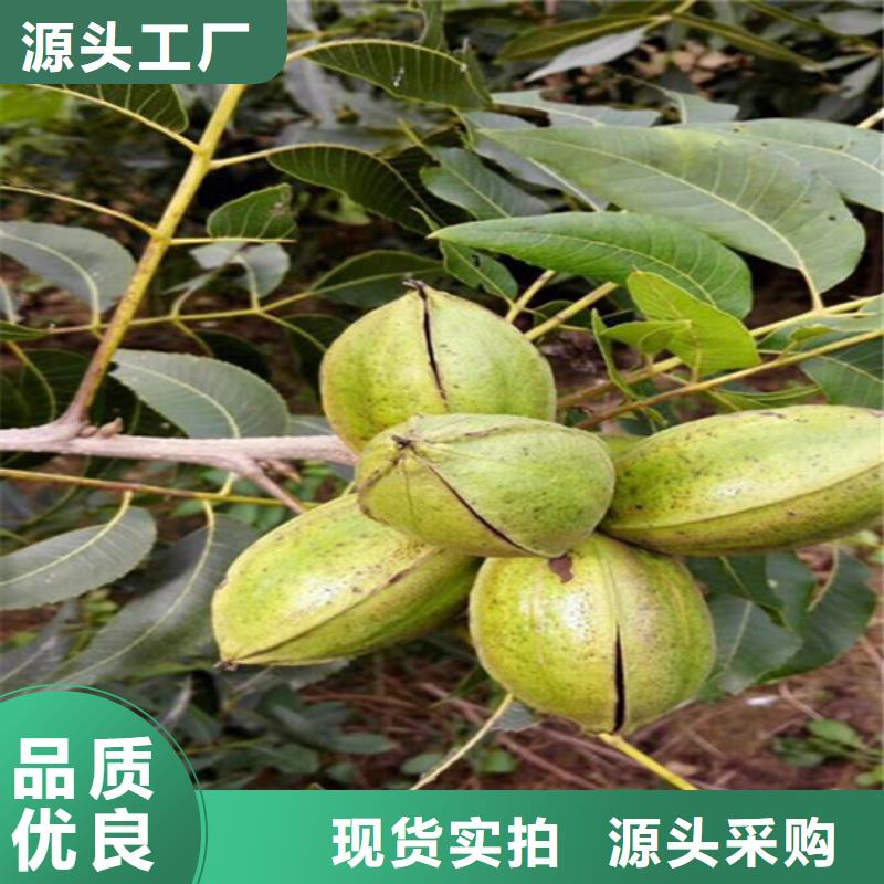 核桃苗蓝宝石葡萄苗规格齐全实力厂家