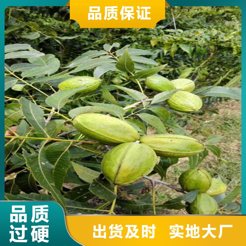 核桃苗,桃樹苗來圖來樣定制