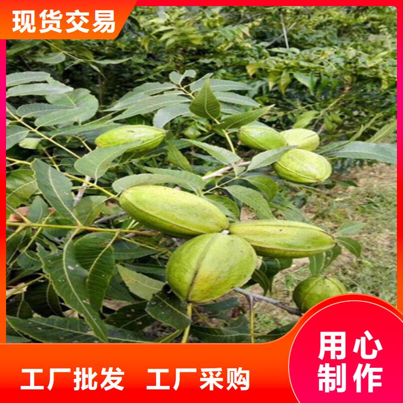 核桃苗藍寶石葡萄苗訂購